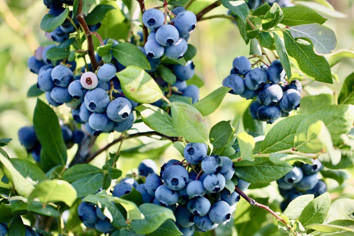 Ripe blueberries on the bush.