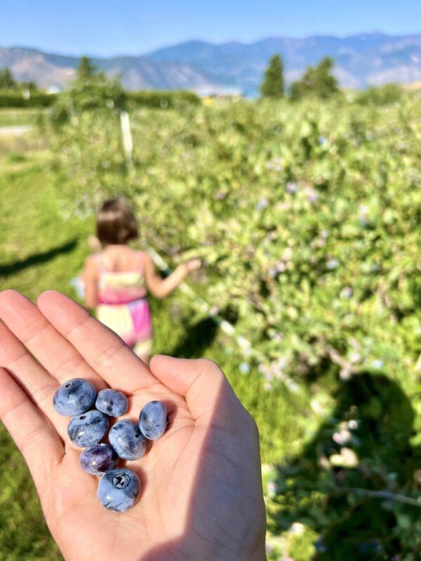 U-pick blueberries at Chelan Ranch in July