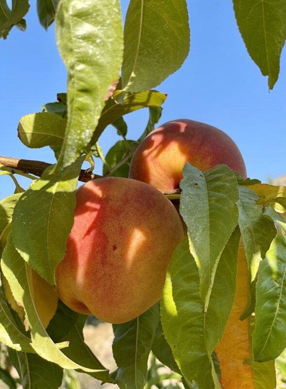 organic peaches in backyard in Lake Chelan