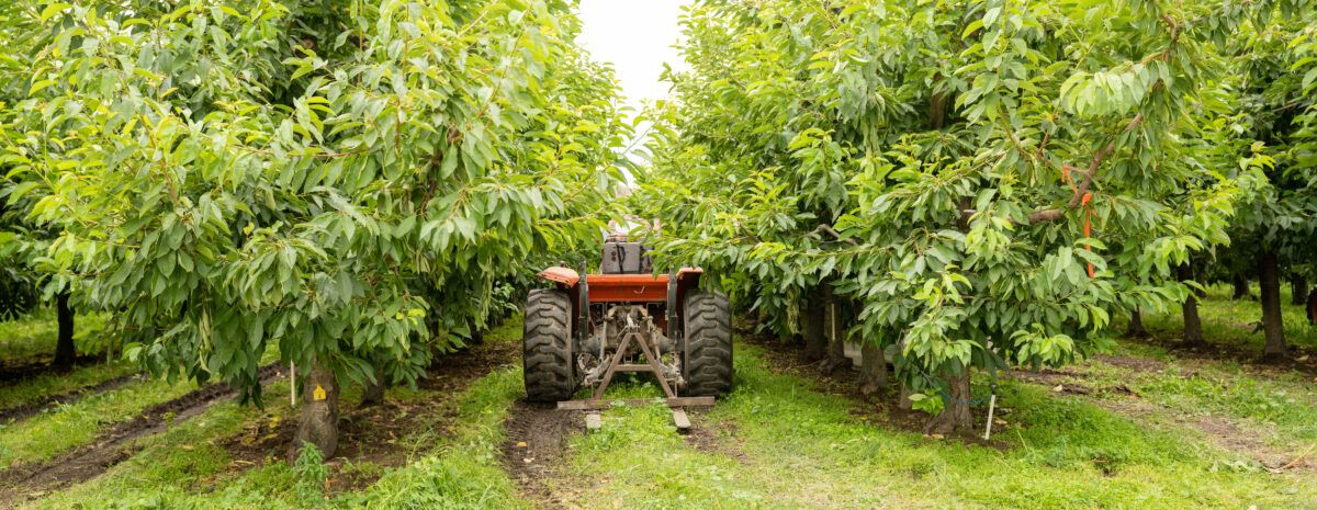 Tractor in cherry orchard with plentiful irrigation