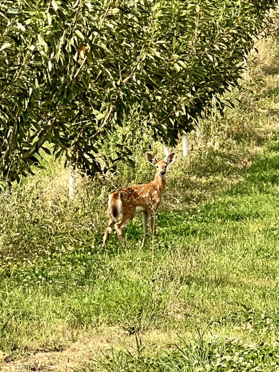 Fawn in orchard