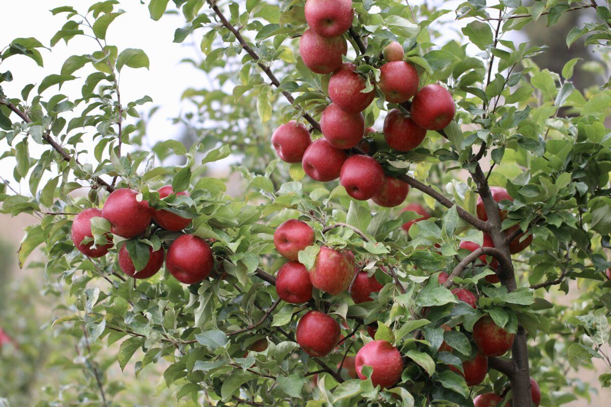 Good Honeycrisp crop