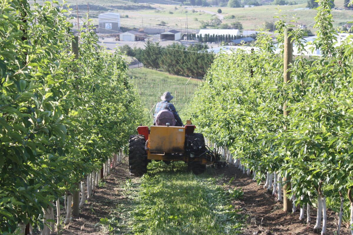 Wonder Weeder doing IPM at Chelan Ranch