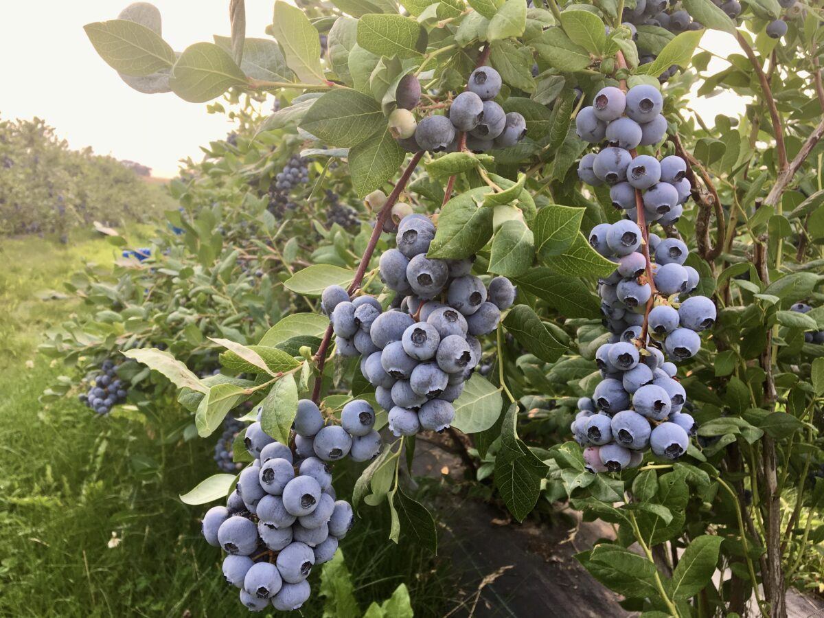morning in the blueberry field