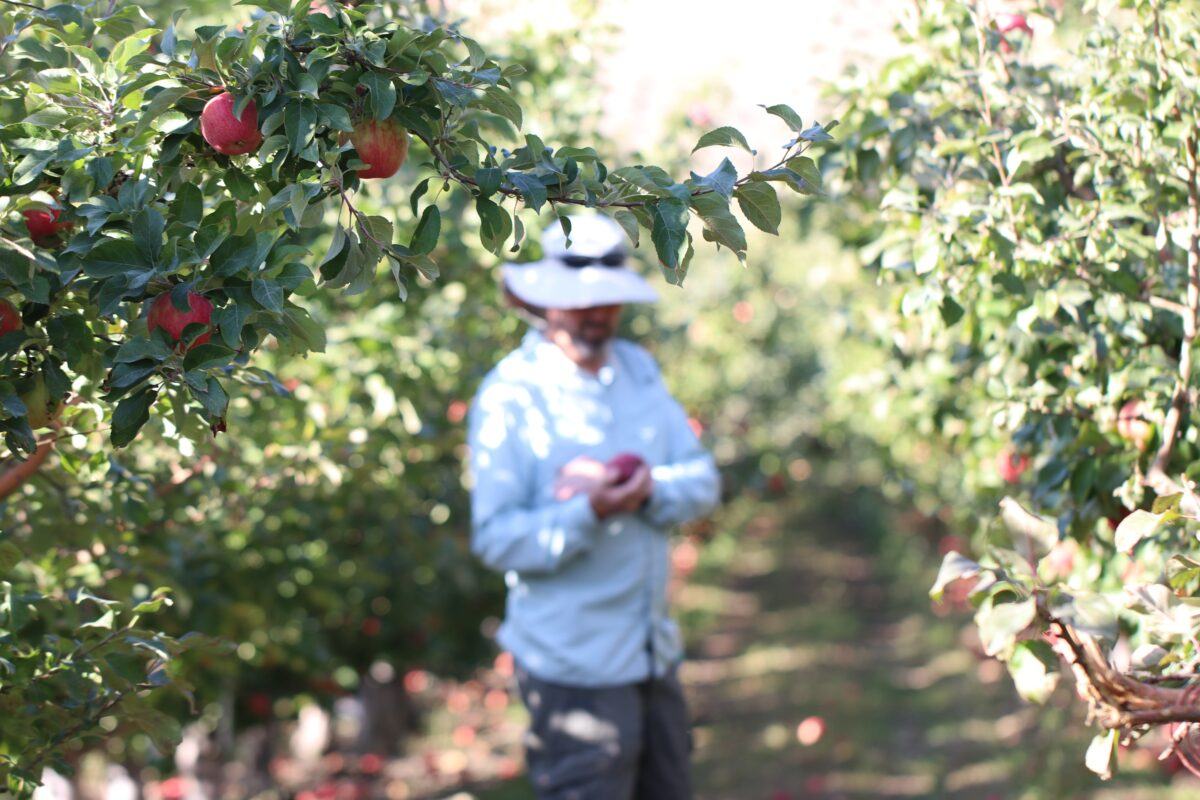 Farmer assessing the crop