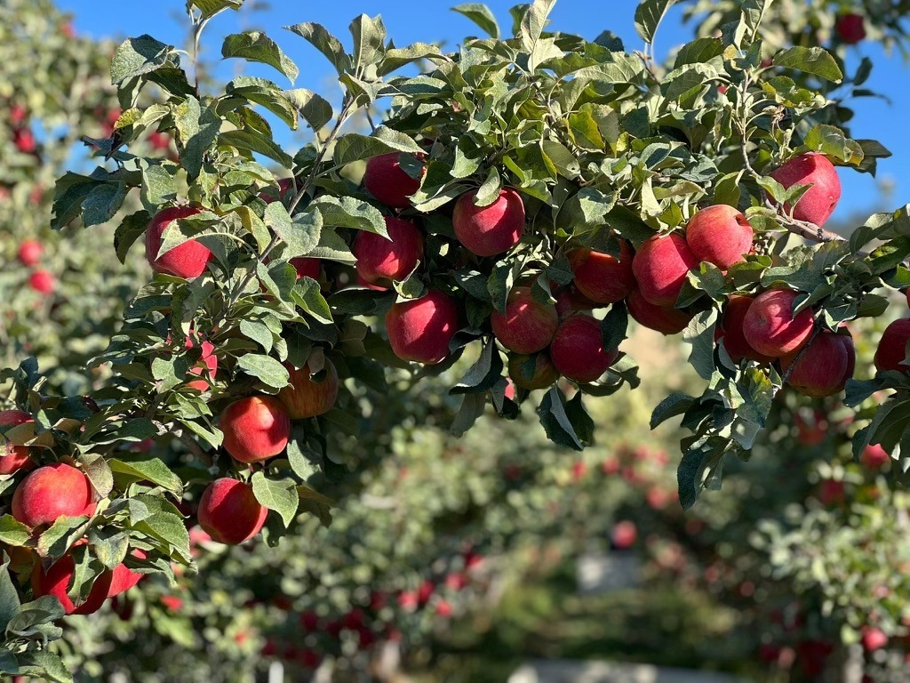 Honeycrisp Harvest