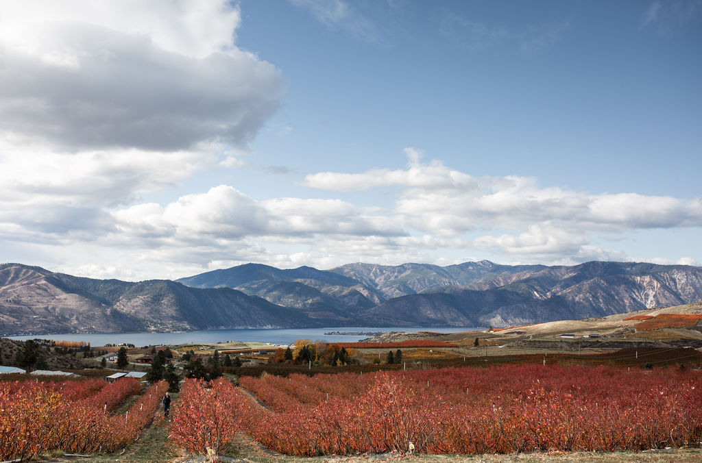 Gratitude for Blueberries
