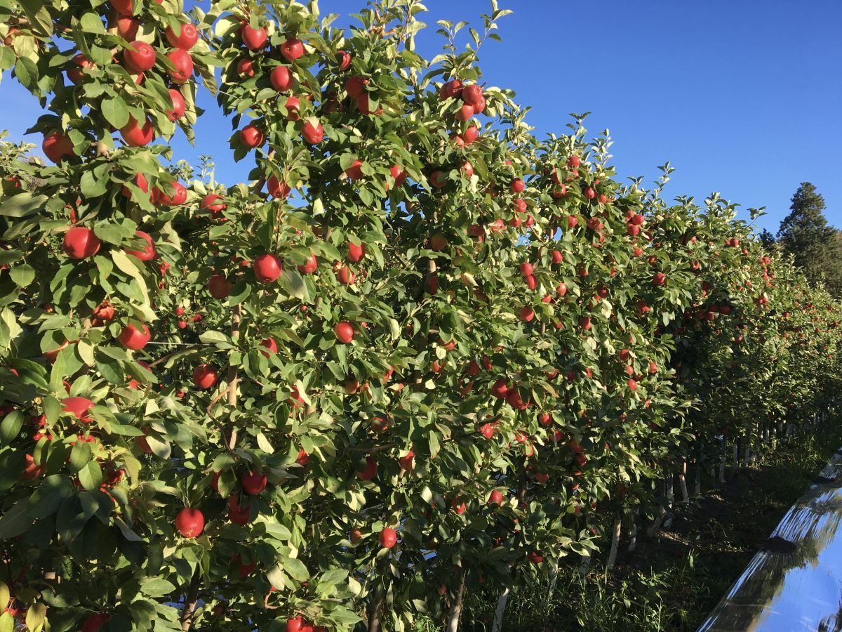 Row of Sweetango in the orchard