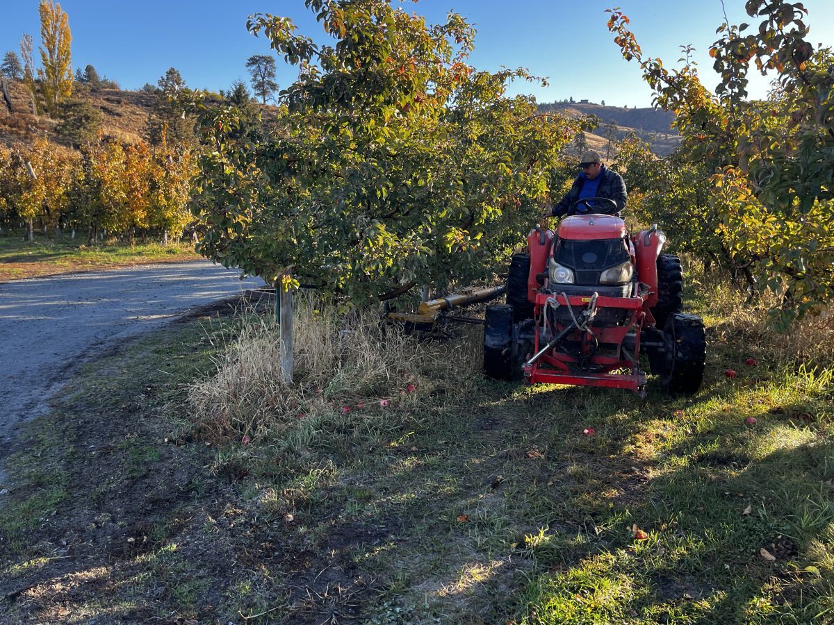Weedbadgering fall at LC