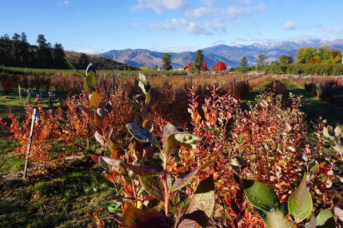 Fall irrigation in the CR blueberries