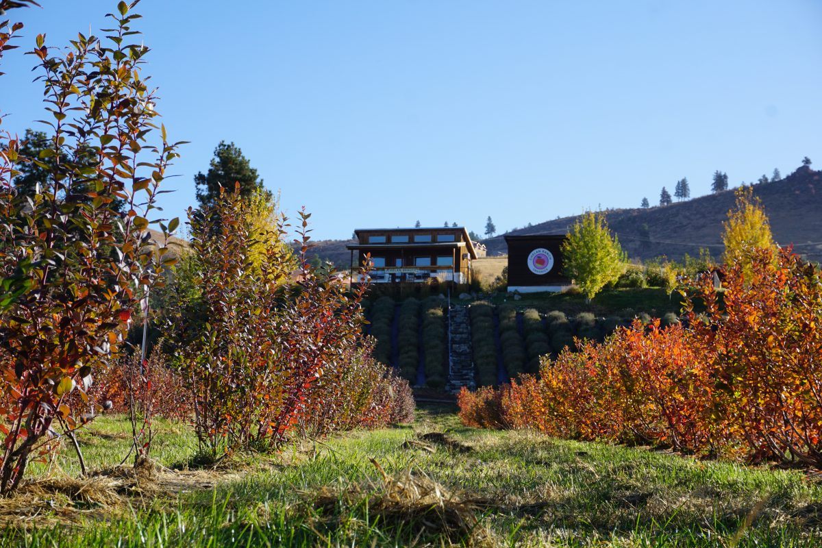 Clean blueberry field in the fall at Chelan Ranch
