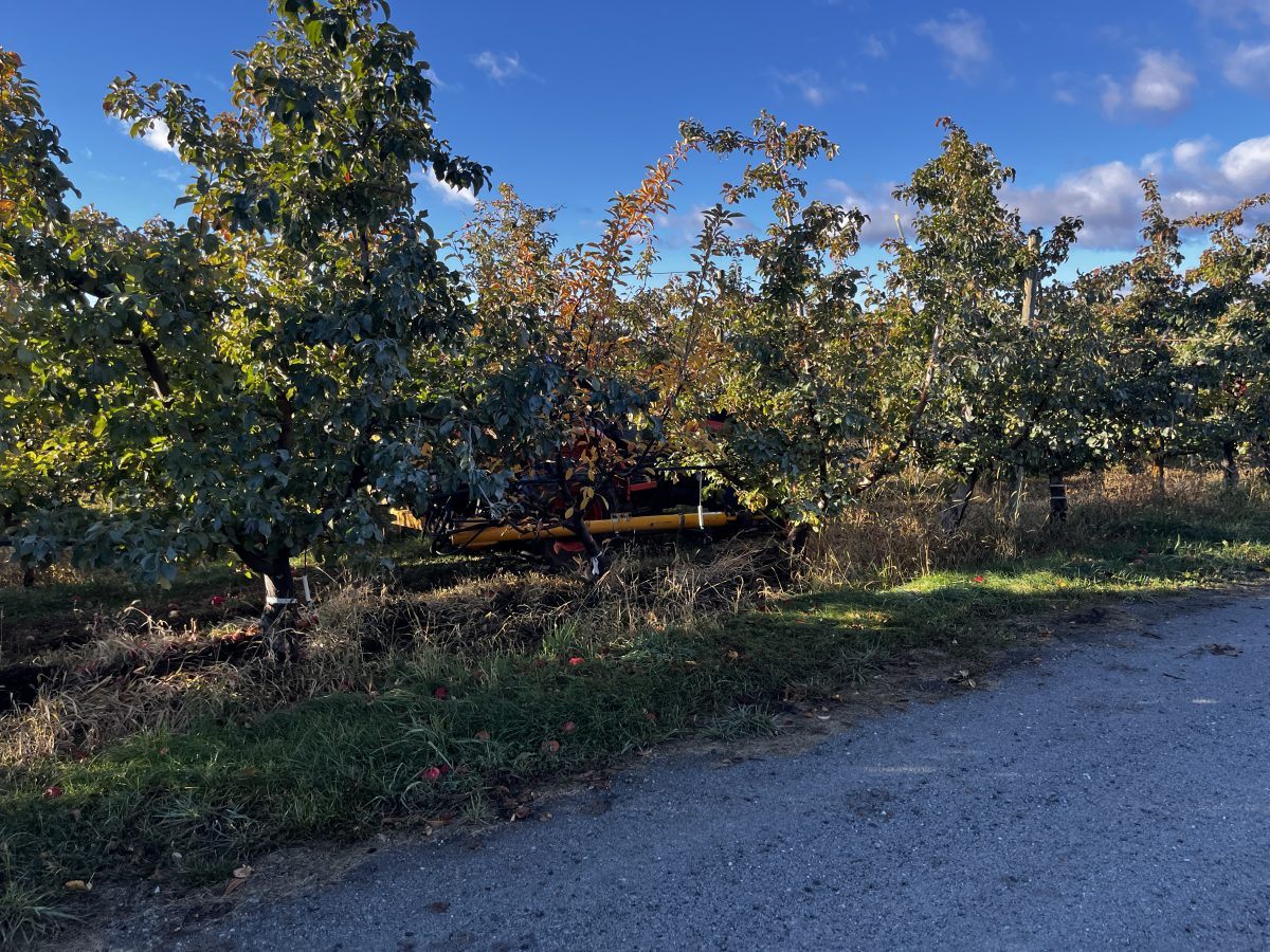 Fall sprays in the apple trees