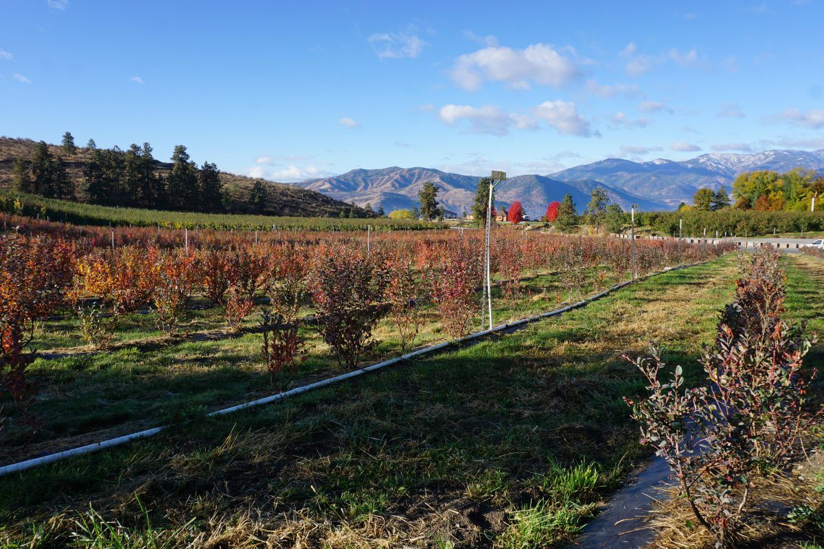 Sprinklers in CR blueberries in the fall